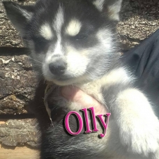 Image pour l'annonce magnifiques chiots husky sibérien LOF