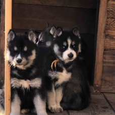 Image pour l'annonce magnifiques chiots husky sibérien LOF
