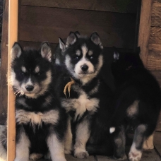 Image pour l'annonce magnifiques chiots husky sibérien LOF