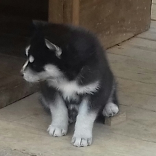 Image pour l'annonce magnifiques chiots husky sibérien LOF