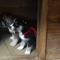 Image pour l'annonce magnifiques chiots husky sibérien LOF