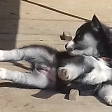 Image pour l'annonce magnifiques chiots husky sibérien LOF