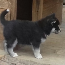 Image pour l'annonce magnifiques chiots husky sibérien LOF