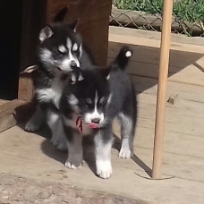 Image pour l'annonce magnifiques chiots husky sibérien LOF