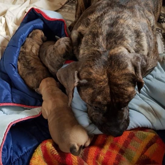 Image pour l'annonce Vends chiots Dogo Canario