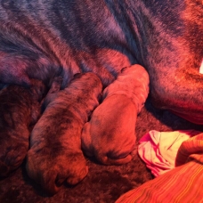 Image pour l'annonce Vends chiots Dogo Canario