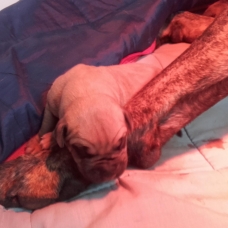 Image pour l'annonce Vends chiots Dogo Canario