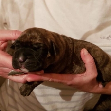 Image pour l'annonce Vends chiots Dogo Canario