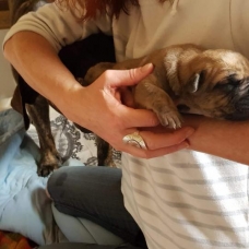 Image pour l'annonce Vends chiots Dogo Canario