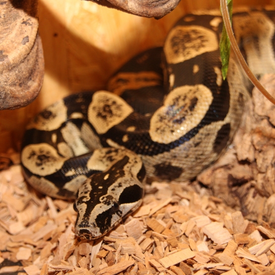 Image pour l'annonce Boa constrictor longicauda mâle adulte