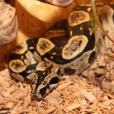 Image pour l'annonce Boa constrictor longicauda mâle adulte