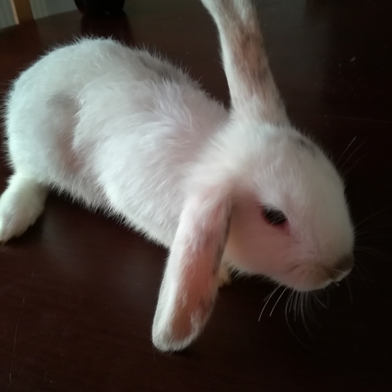 Image pour l'annonce Bébé lapin