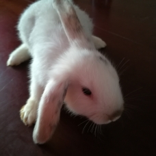 Image pour l'annonce Bébé lapin