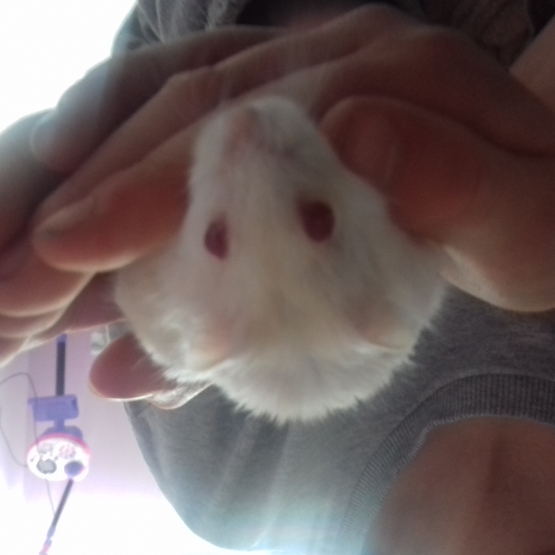 Image pour l'annonce Vend hamster nain avec cage