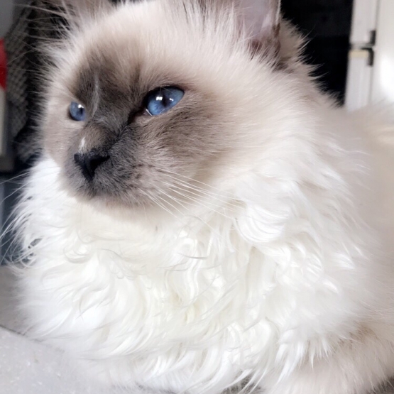 Image pour l'annonce Saillie Sacré de Birmanie