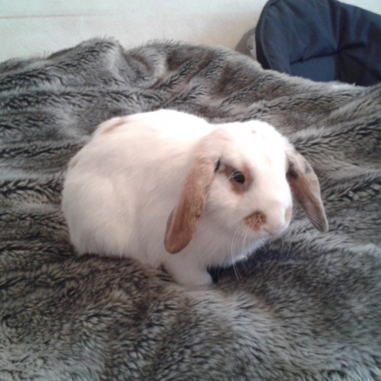 Image pour l'annonce Donne adorable lapin bélier mâle