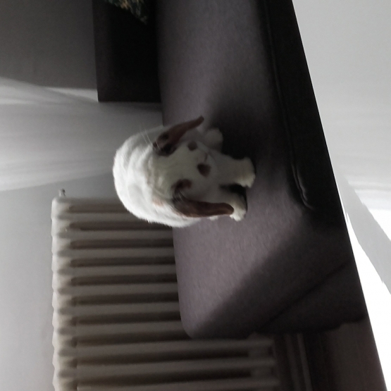 Image pour l'annonce Donne adorable lapin bélier mâle
