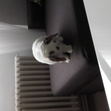 Image pour l'annonce Donne adorable lapin bélier mâle