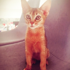 Image pour l'annonce Vend 3 magnifiques Chatons Abyssins
