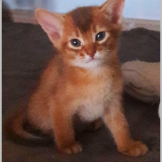 Image pour l'annonce Vend 3 magnifiques Chatons Abyssins