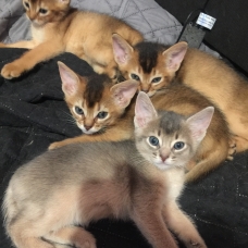 Image pour l'annonce Vend 3 magnifiques Chatons Abyssins