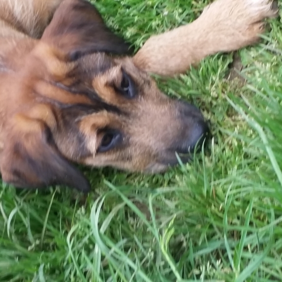 Image pour l'annonce donne chiot mâle 5 mois