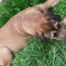 Image pour l'annonce donne chiot mâle 5 mois