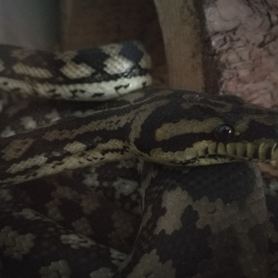 Image pour l'annonce Morelia spilota variegata