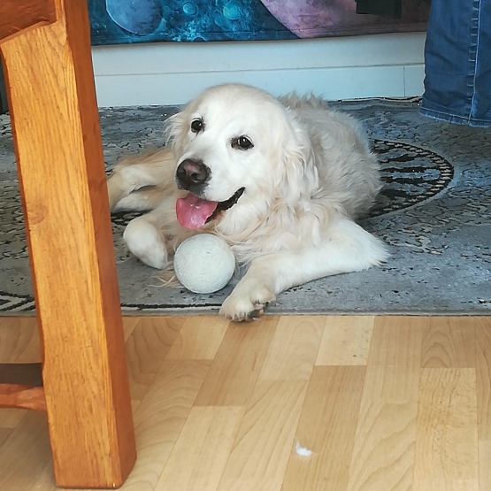 Image pour l'annonce Donne Golden Retriever