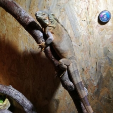 Image pour l'annonce vend Iguane Rouge mâle