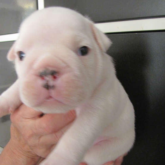 Image pour l'annonce A RESERVER CHIOTS BULLDOG ANGLAIS