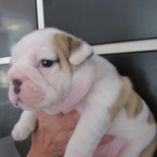 Image pour l'annonce A RESERVER CHIOTS BULLDOG ANGLAIS