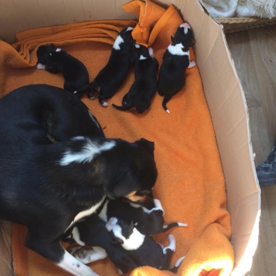 Image pour l'annonce don chiot croisé malinois, border collie, épagneule breton