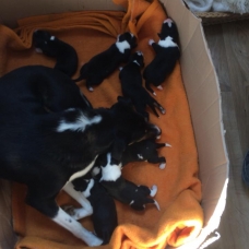 Image pour l'annonce don chiot croisé malinois, border collie, épagneule breton