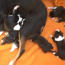Image pour l'annonce don chiot croisé malinois, border collie, épagneule breton