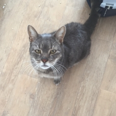 Image pour l'annonce DONNE CHAT TRES CALIN