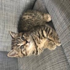 Image pour l'annonce Chatons British shorthair LOOF