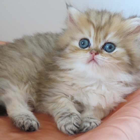 Image pour l'annonce Chatons persan Loof