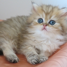 Image pour l'annonce Chatons persan Loof