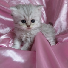 Image pour l'annonce Chatons persan Loof