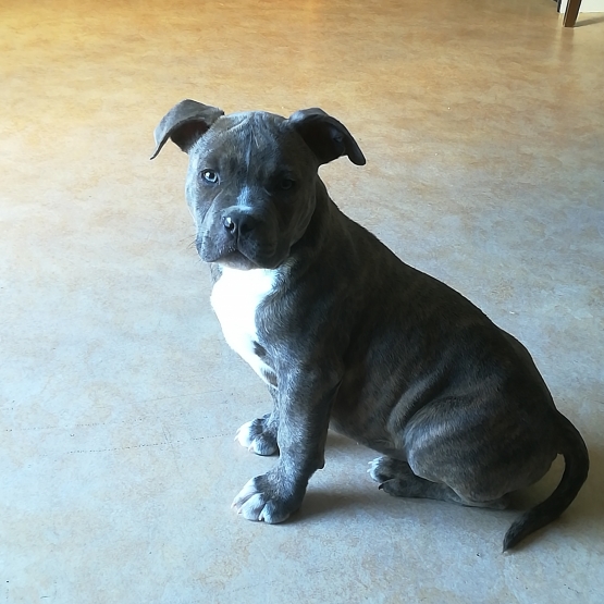 Image pour l'annonce american bully