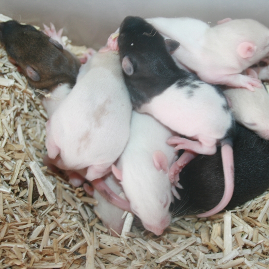 Image pour l'annonce Lot 10 rats bébé , 10 ratons