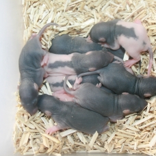 Image pour l'annonce Lot 10 rats bébé , 10 ratons