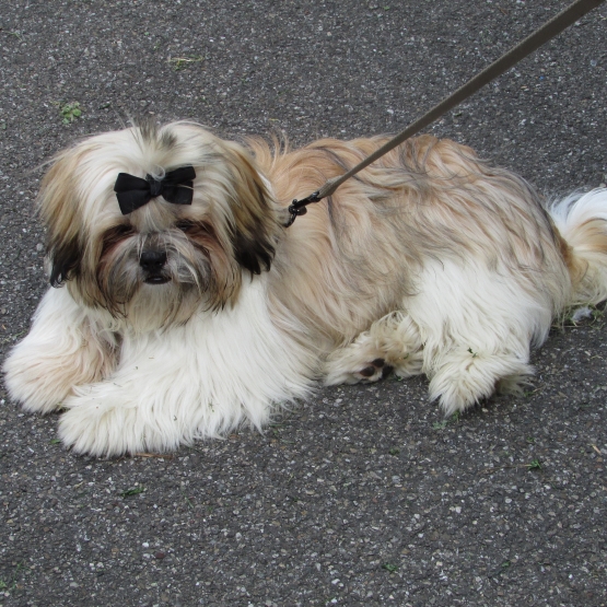 Image pour l'annonce saillie shih  tzu  lof