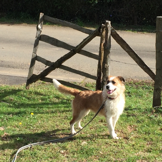 Image pour l'annonce ADOPTION CHIEN
