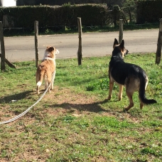 Image pour l'annonce ADOPTION CHIEN