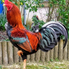 Image pour l'annonce Vend OEUFS Fécondés de COMBATTANTS