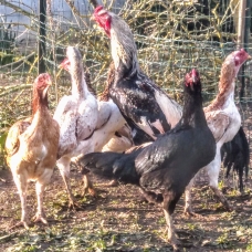 Image pour l'annonce Vend OEUFS Fécondés de COMBATTANTS