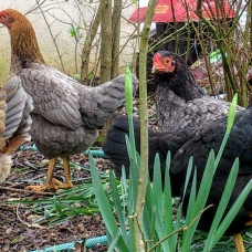 Image pour l'annonce Vend OEUFS Fécondés de COMBATTANTS