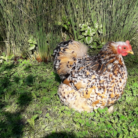 Image pour l'annonce Poule Pékin Mille-fleurs.